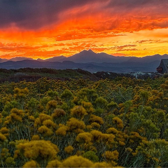 melis80